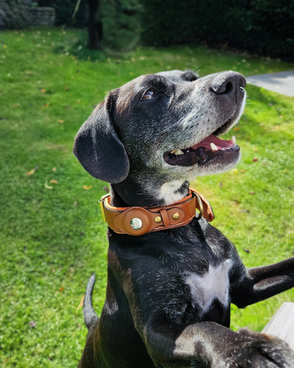 BuddyTag™ Komfort - gepolstertes Lederhalsband mit Trackerfach